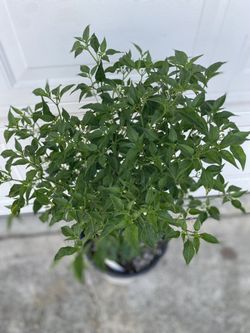 Chiltepin Peppers Fruiting Plant, In 5 Gallóns Pot Pick Up Only