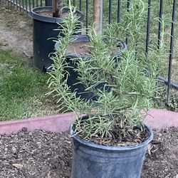Rosemary live plant $12