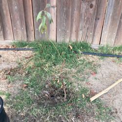 Almond Tree