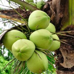 Dwarf Malayan Coconut  Palm  🥥 palmeras enanas de coco