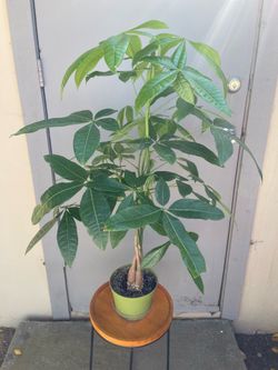 Pachira Braided Money Tree Plant 6” Pot
