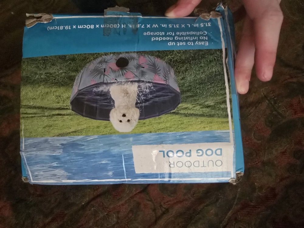 Dog Pool