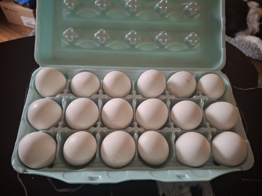 Farm Fresh Free Range Organic Eggs