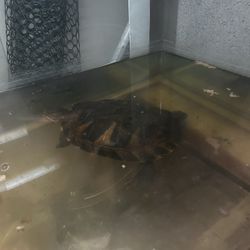 Turtle tank