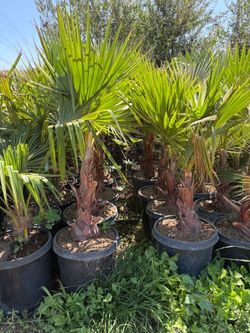 Mediterranean Palm tree