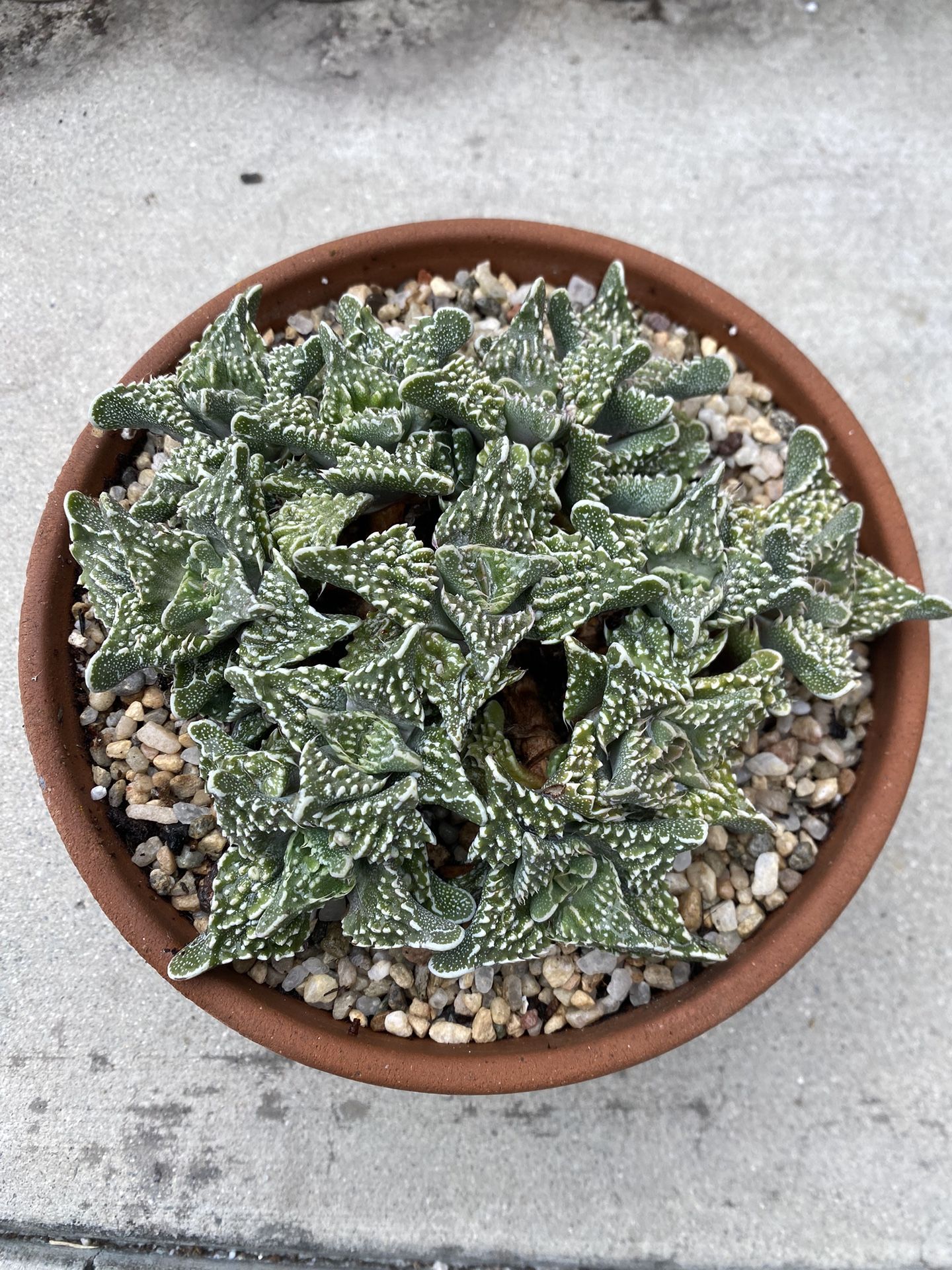 Faucaria tuberculosa plant