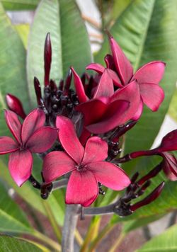 Hilo Beauty Cuttings