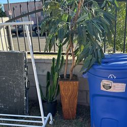 Ikea Plant & TjMax Plant