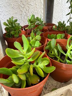4 inch pot of Jade Succulent cuttings discount available see description
