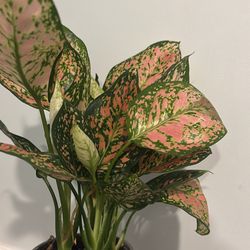 Aglaonema Pink Valentine