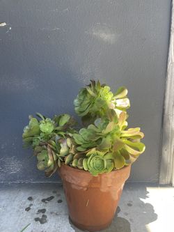 10” Clay Pot With Green Aeonium 