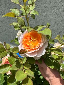 15 gallon Fun in the Sun rose
