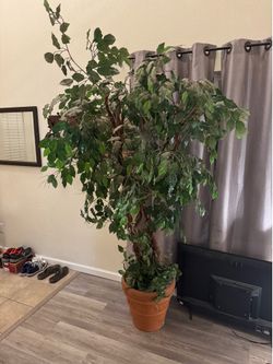 FREE Large Artificial Ficus Tree in Terra Cotta Pot