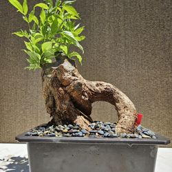 Old Tecoma Stans Yellow Bonsai Tree