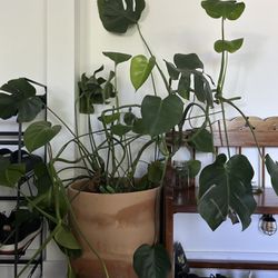 Large Monstera Indoor plant