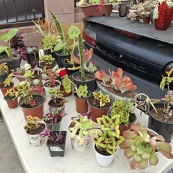 Big Variety Of Beautiful Plants and Succulents 