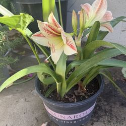 Amarilis hermoso de color cream con rayas Rojas