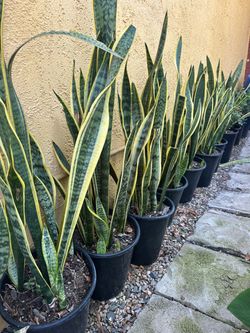 Snake Plants