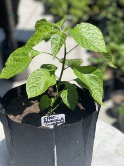 Chocolate Moruga Scorpion 🦂