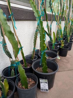 Named rooted dragon fruit plants