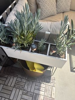 Plants