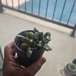 Ogre Ear Succulents 