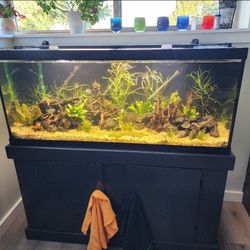 FISH TANK AND STAND SETUP