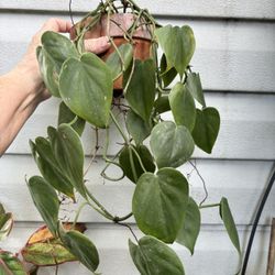 Heartleaf Philodendron plant