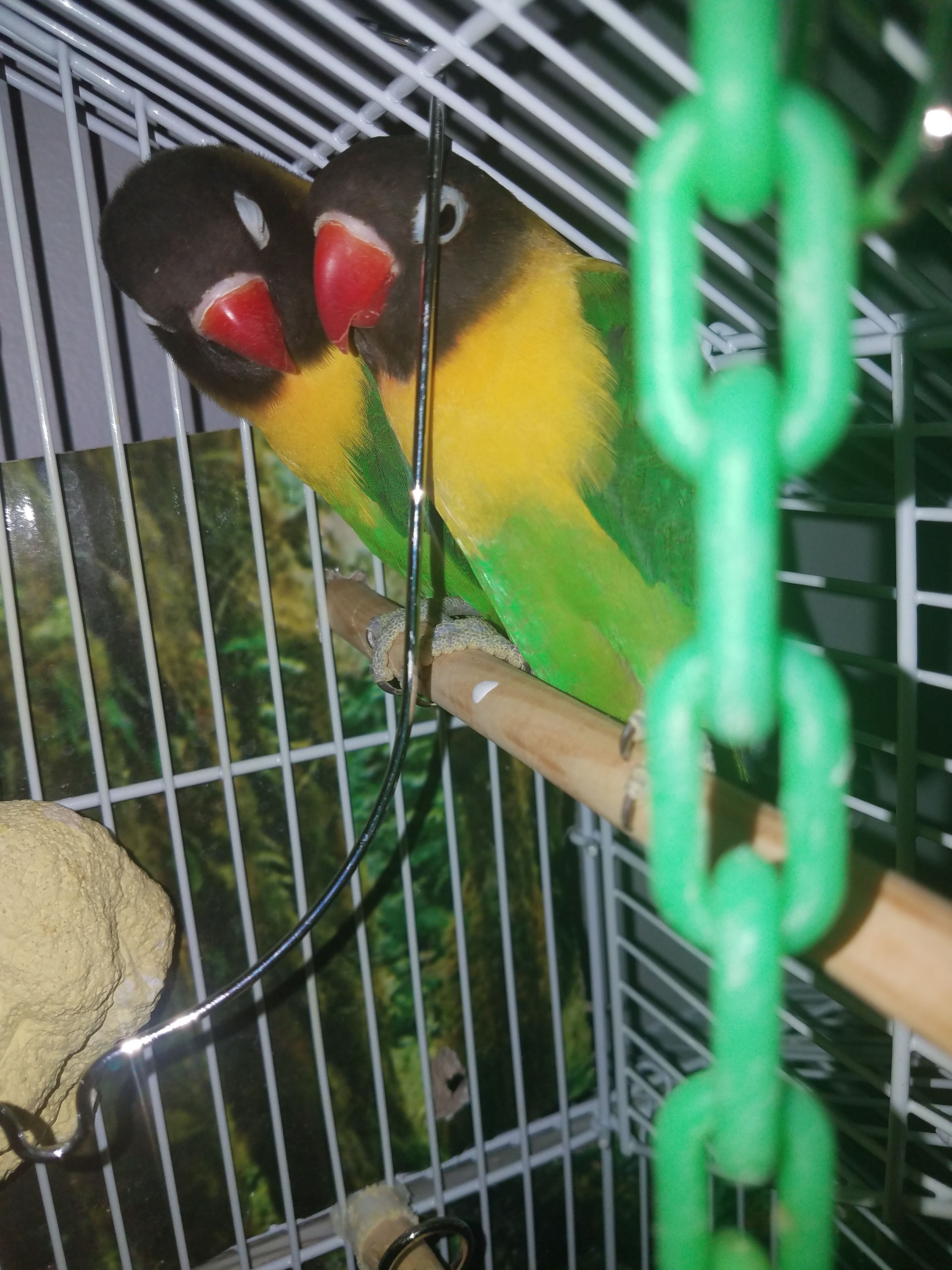 Parrot ( 2 lovebirds)