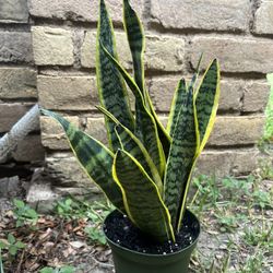 Snake Plant For Sale
