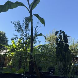 5 1/2 Foot Tall banana Tree