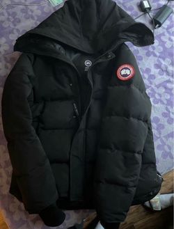 Canada goose