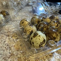 Jumbo White 24 Fertile Eggs Coturnix Quail