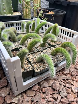 Monkey Tail Cactus in 4in Pot