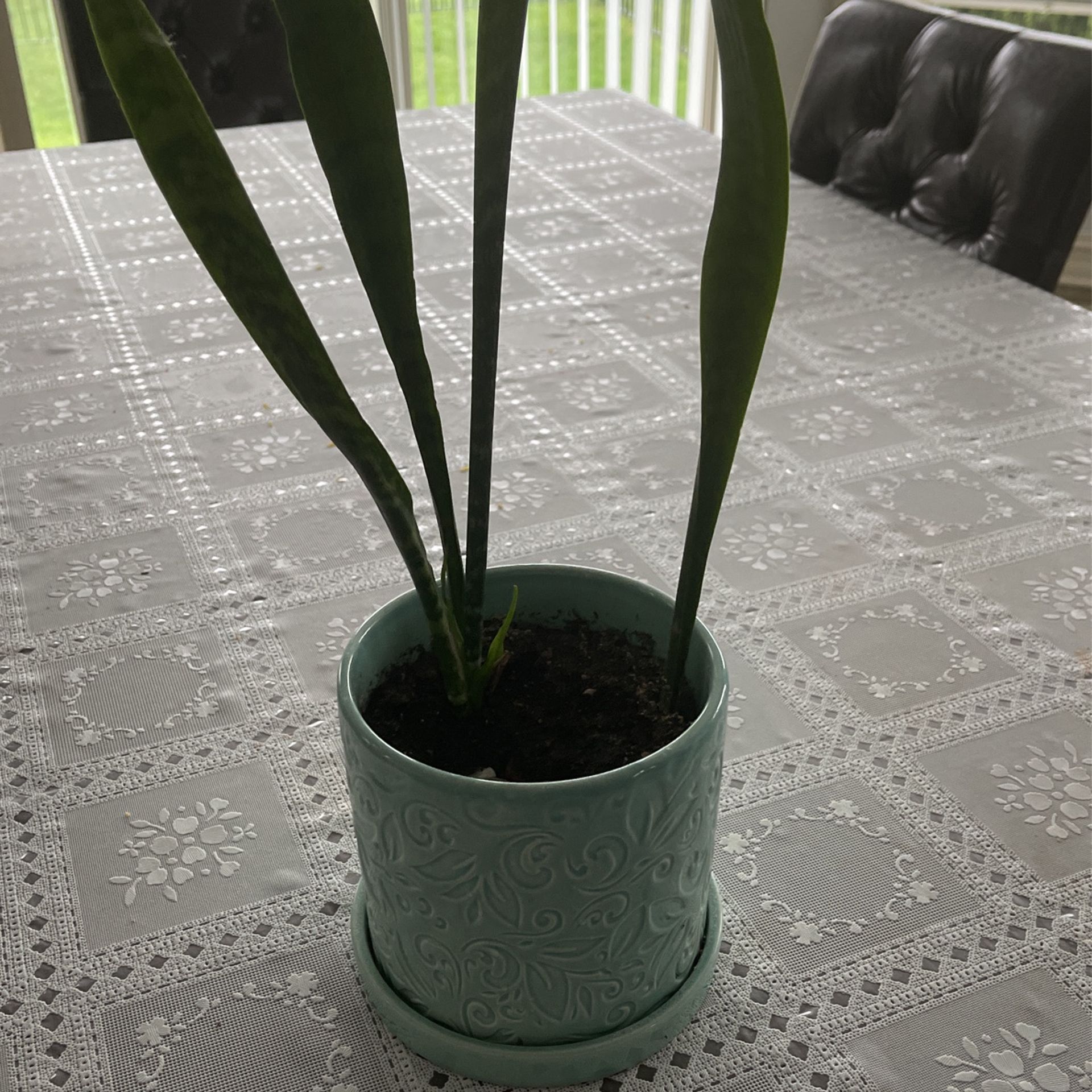 Real plant