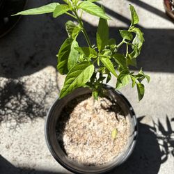 Green chili plant
