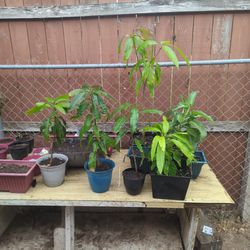 🥭 Mango Plants 1feet Tall 🥭 20$each