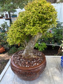 Bonsai Nia Buxifolia