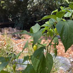 Pepper Plant In A Pot 