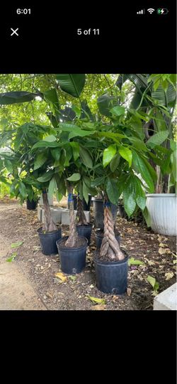 ~4ft Super thick (6”+ diameter) trunk braided money tree; pet safe indoor plant 95820