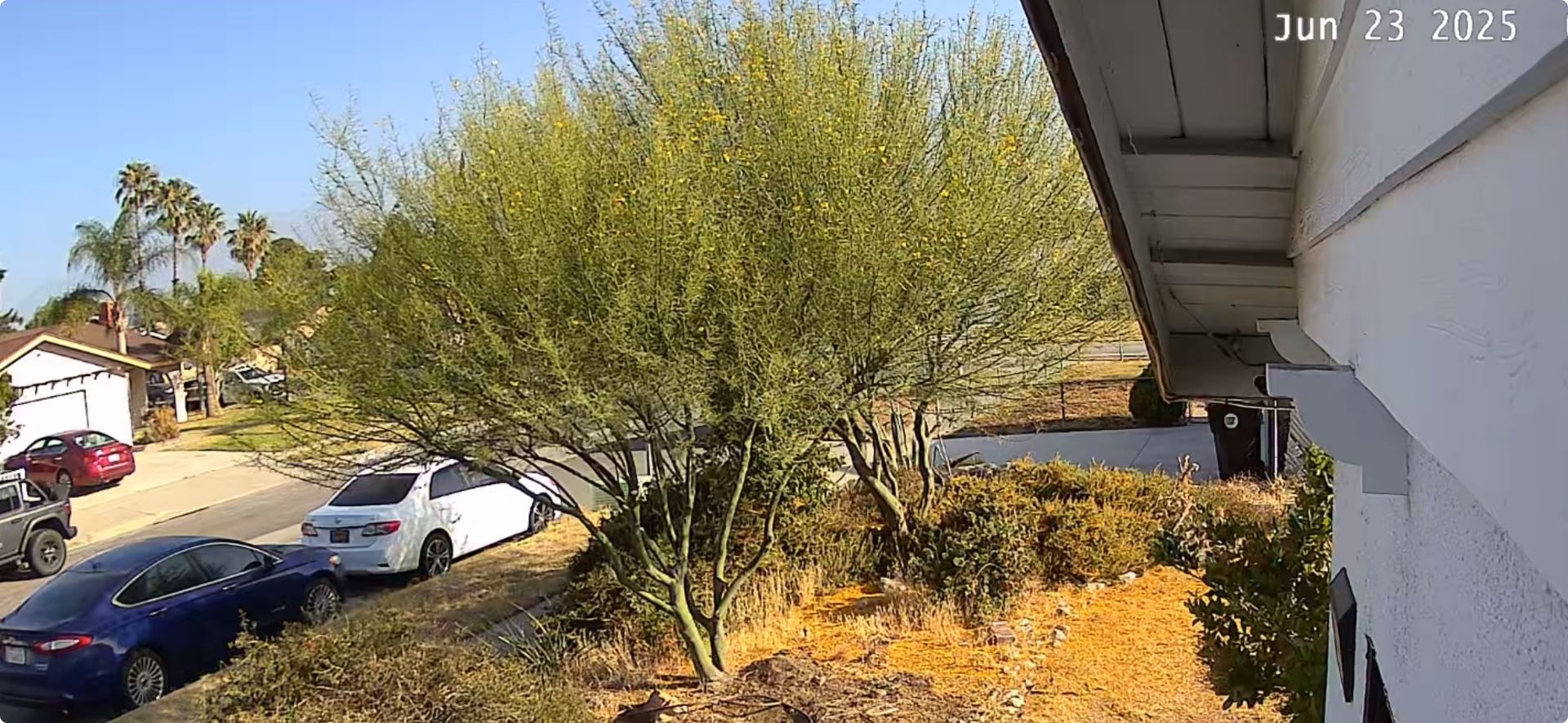 2 Free Palo Verde Trees