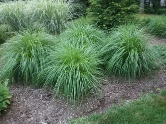Fountain Grass