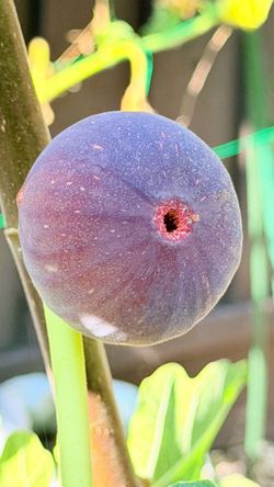 Inquiry about potted fig trees