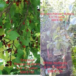 All Kinds Of Fruit Trees FOR SALE!!!