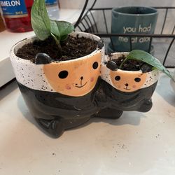 Live Pothos Plant In Cute Ceramic Planter Pot