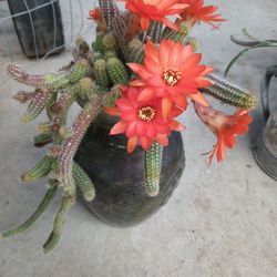 Cactus