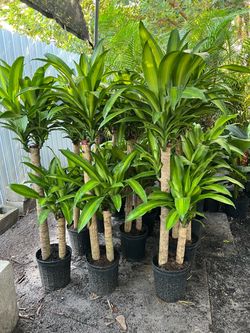 Dracaena Mass cane in 3 gls pot. ( double) SPECIAL PRICE 🤩