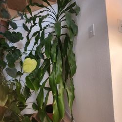 Tall Dracaena Corn Plant, huge indoor statement plant