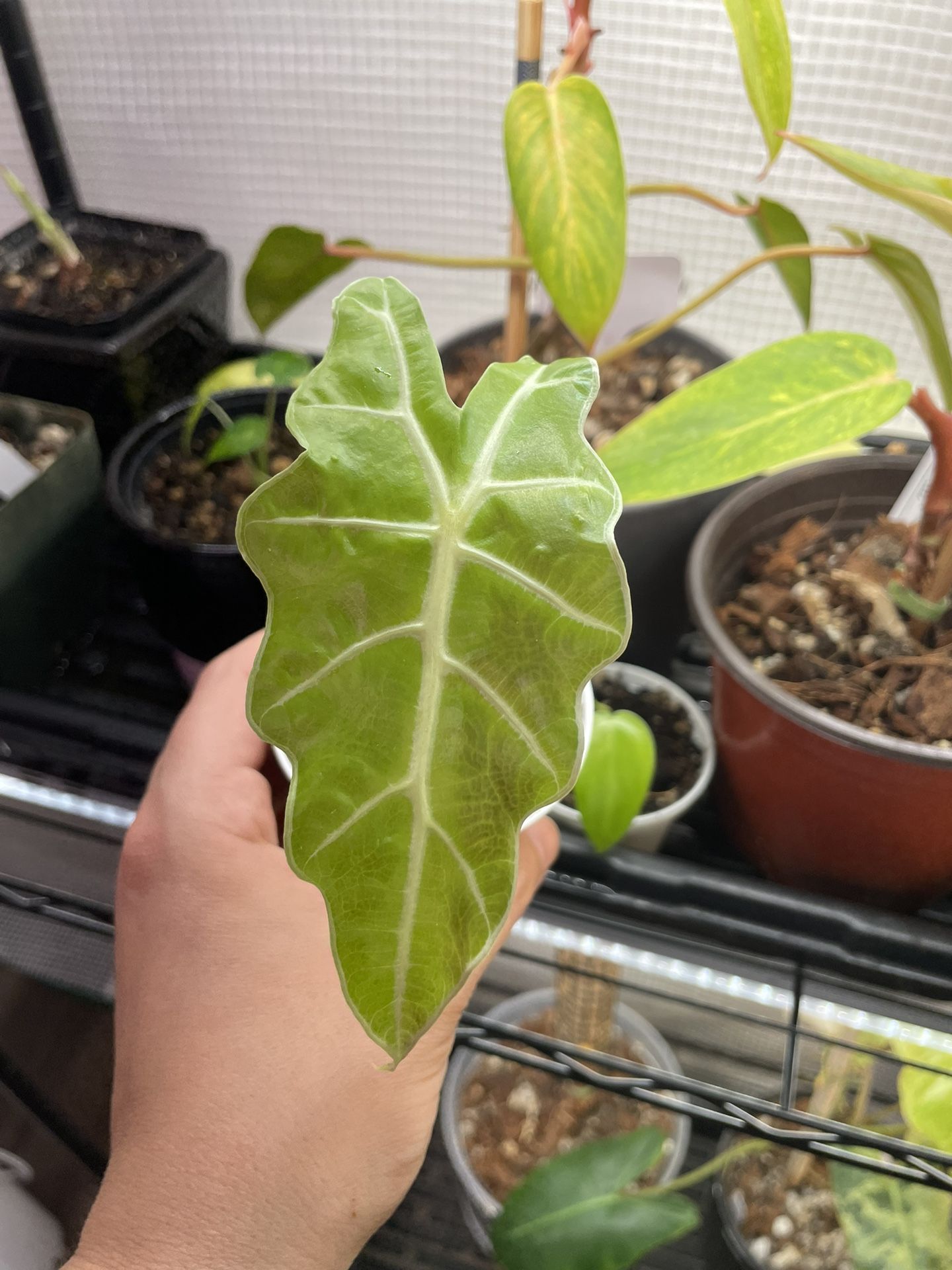 Alocasia Amazonica Sprouted Corm
