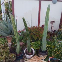 Cactus/Succulent SEE OTHER OFFERS 